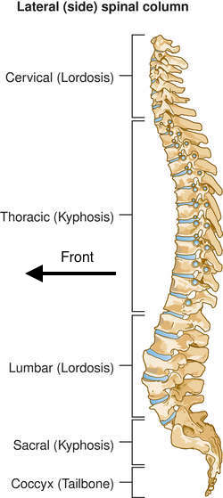 Spine