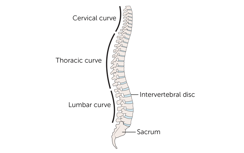 spine anatomy